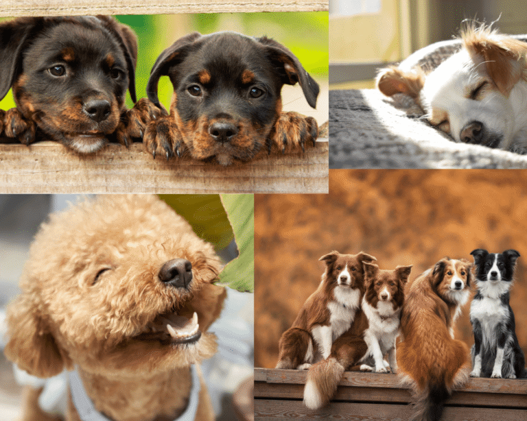 Myths About Dogs as Pets