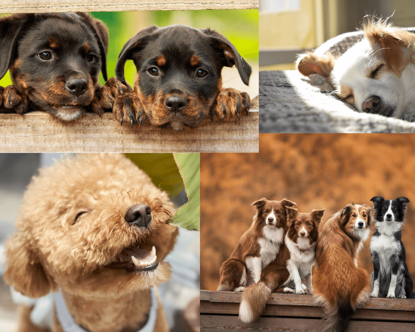 Myths About Dogs as Pets