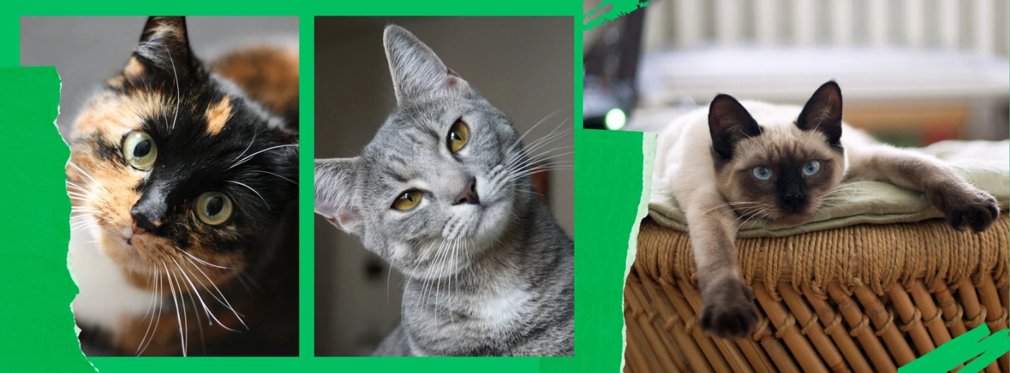 What Every Beginner Should Know Before Getting a Cat
